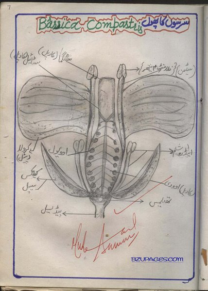 7 Brassica Compastris (Sarson ka phool).jpg
